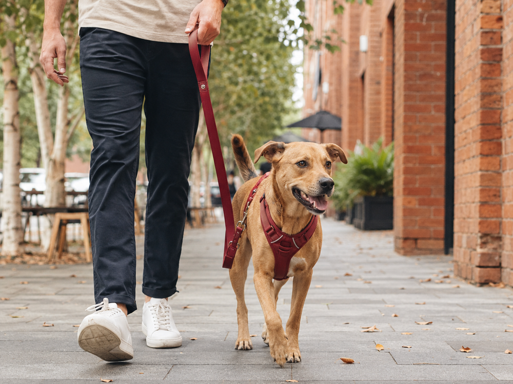 City Walks Together